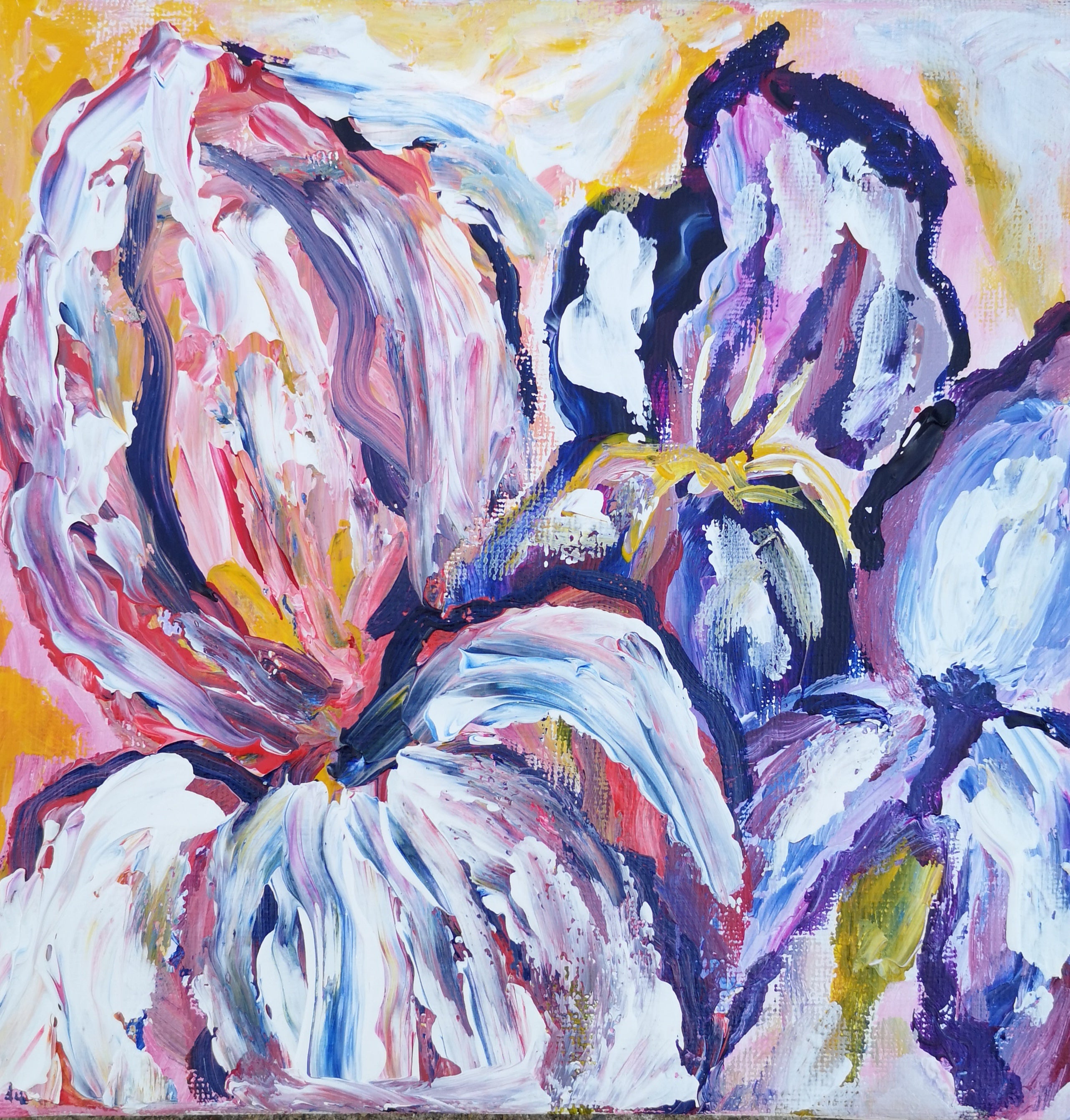 Iris