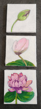 Triptyque "Evolution d'un nénuphar"