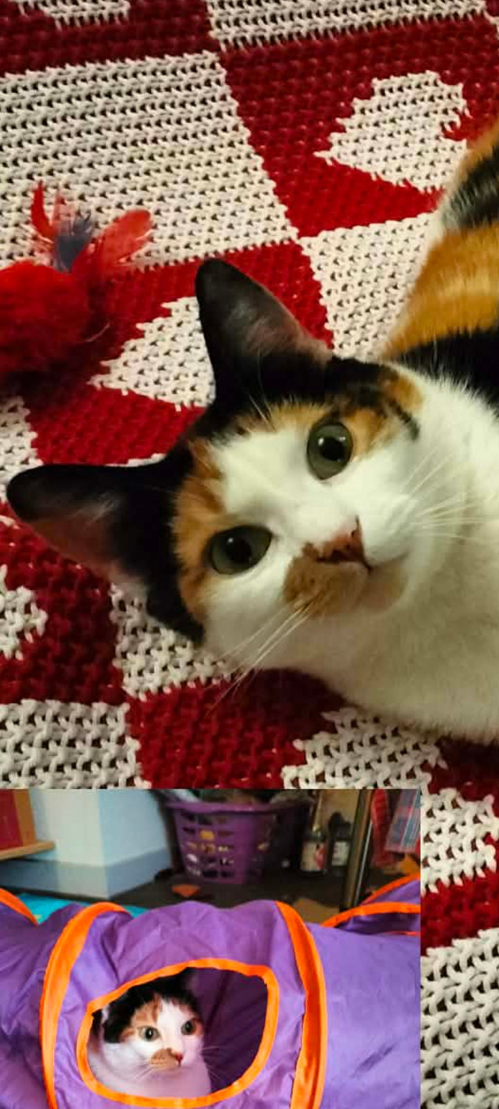 Portrait de Minette